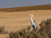 EGR_6502